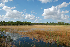 Picture of Charlotte Flatwoods Environmental Park
