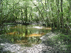 Picture of Sal Taylor Creek Preserve