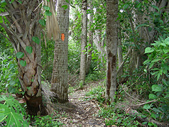Picture of The Rafael E. Sanchez Trail at Lake Okeechobee Ridge Park