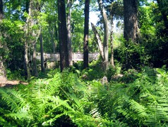 Picture of Oak Tree Nature Park