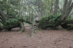 Picture of Split Oak Preserve