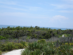 Picture of Juno Dunes Natural Area
