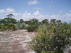 Picture of Seacrest Scrub Natural Area