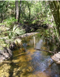 Picture of Fish Hawk Creek/Alafia River Corridor Preserve