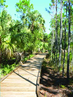Picture of Withlacoochee Gulf Preserve