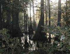 Picture of Cypress Lakes Preserve
