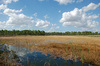 Picture of Charlotte Flatwoods Environmental Park