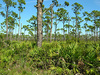 Picture of St. James Creek Preserve