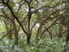 Picture of Delray Oaks Natural Area