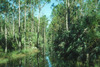 Picture of Acreage Pines Natural Area