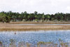 Picture of Pine Glades Natural Area