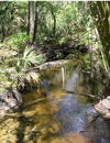 Picture of Fish Hawk Creek/Alafia River Corridor Preserve