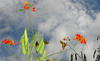 Picture of Key West Tropical Forest and Botanical Garden