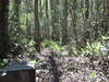 Picture of Phifer Flatwoods