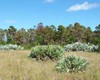 Picture of Highland Scrub Natural Area